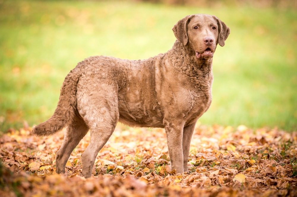 Chesapeake Bay Retriever